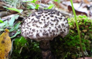 Semarnath trabaja en el correcto manejo de los felinos silvestres y otras especies, para garantizar su supervivencia