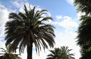 Trabajadores de Servicios Públicos Municipales retiran estructuras del programa de renta de bicicletas