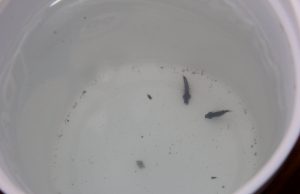 SSH invita a seguir medidas de protección personal para evitar contagios de dengue