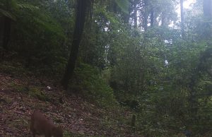 Semarnath y el ayuntamiento de San Bartolo Tutotepec implementaron un monitoreo biológico en la región