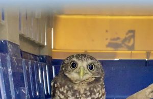 Unidad de Rescate de Fauna Silvestre de Pachuca atiende a un tecolote llanero