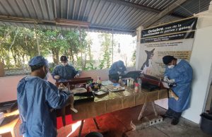 Campaña de Esterilización y Vacunación Canina y Felina en la UTHH