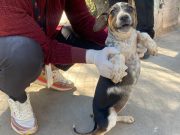 PGJEH llama a denunciar maltrato animal en Hidalgo