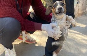 PGJEH llama a denunciar maltrato animal en Hidalgo