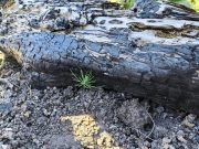 Semarnath da seguimiento a la estrategia de reforestación “Esferas de Vida”
