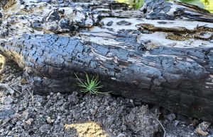 Semarnath da seguimiento a la estrategia de reforestación “Esferas de Vida”