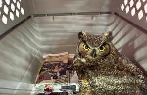 Comienza 2025 con la llegada de los primeros animales a la Unidad de Rescate de Pachuca