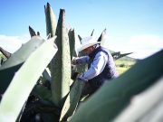 Hidalgo va por la conservación de la planta del maguey pulquero