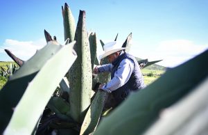 Hidalgo va por la conservación de la planta del maguey pulquero