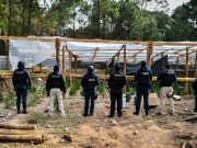 Histórico aseguramiento: SSPH desmantela invernadero de marihuana en Omitlán de Juárez
