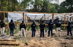 Histórico aseguramiento: SSPH desmantela invernadero de marihuana en Omitlán de Juárez