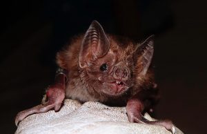 Murciélagos: guardianes del equilibrio ecológico y aliados en la salud pública