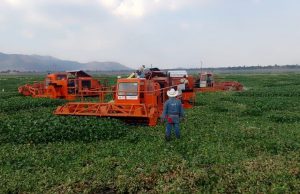 Semarnath retiró 670 hectáreas de lirio de la presa Endhó