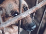 ANIMALES SIN JUSTICIA: UNA DEUDA PENDIENTE EN HIDALGO