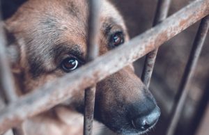ANIMALES SIN JUSTICIA: UNA DEUDA PENDIENTE EN HIDALGO