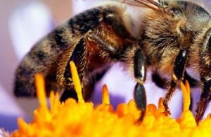 Hidalgo celebra y protege a sus polinizadoras, clave para la vida y la alimentación