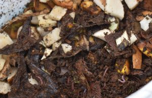 ITESA inicia proyecto lombricomposta a partir de heces caninas