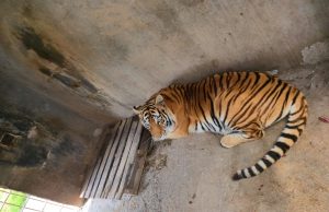 Durante cateo fueron asegurados cuatro felinos salvajes
