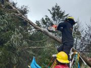 Gobierno Municipal de Tulancingo atiende caída de arbolado por lluvias