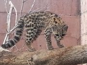 Unidad de Rehabilitación de Fauna Silvestre de Pachuca liberará 22 ejemplares en su hábitat natural