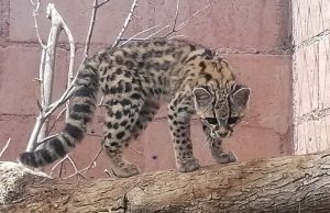 Unidad de Rehabilitación de Fauna Silvestre de Pachuca liberará 22 ejemplares en su hábitat natural