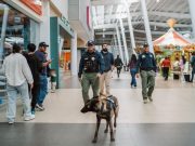 Binomios K9 y Policía Municipal fortalecen la seguridad en plazas comerciales de Pachuca
