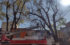 En puerta acciones de mantenimiento anual al arbolado de la Calzada 5 de Mayo