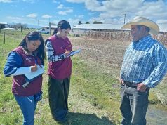 Campos de maíz y frijol alcanzan madurez, mínima afectación por heladas