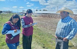 Campos de maíz y frijol alcanzan madurez, mínima afectación por heladas