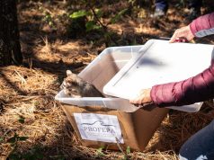 Pachuca libera fauna silvestre en “Las Navajas”