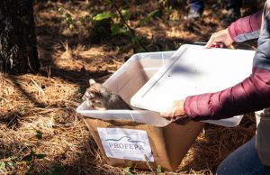 Pachuca libera fauna silvestre en “Las Navajas”
