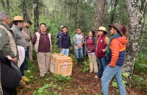 Pachuca lidera liberación de tigrillo y zorras grises en Parque Nacional Los Mármoles
