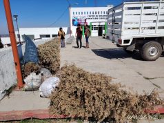 Gobierno de Tulancingo habilita seis centros de acopio para el reciclaje de árboles de Navidad