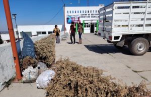 Gobierno de Tulancingo habilita seis centros de acopio para el reciclaje de árboles de Navidad