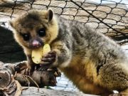 Cuidar la vida silvestre: la historia de Tena y la conservación en Pachuca