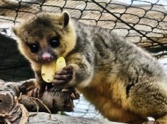 Cuidar la vida silvestre: la historia de Tena y la conservación en Pachuca