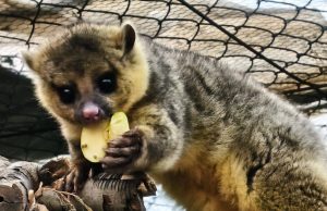 Cuidar la vida silvestre: la historia de Tena y la conservación en Pachuca