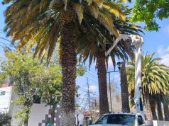 Realizan muestreo y aplicación de biológicos en Palmeras Canarias de Pachuca