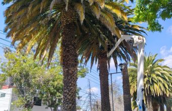 Realizan muestreo y aplicación de biológicos en Palmeras Canarias de Pachuca