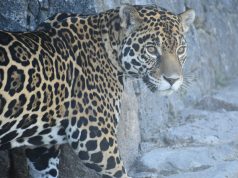 Con sentido de pertenencia, Hidalgo avanza en la conservación del jaguar