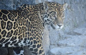 Con sentido de pertenencia, Hidalgo avanza en la conservación del jaguar