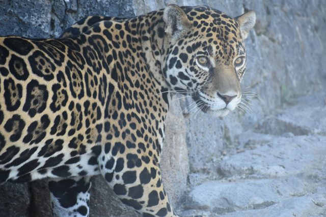 DSC_0567 (1)