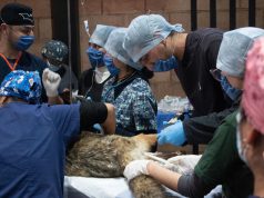 Pachuca fortalece la capacitación especializada con el Segundo Curso de Rehabilitación de Fauna Silvestre