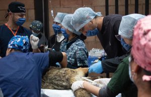 Pachuca fortalece la capacitación especializada con el Segundo Curso de Rehabilitación de Fauna Silvestre