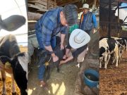 Protegen ganadería de Tulancingo con brigada preventiva del gusano barrenador