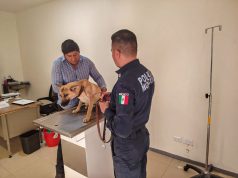 Autoridades de Pachuca intervienen por maltrato animal