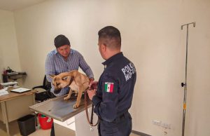 Autoridades de Pachuca intervienen por maltrato animal