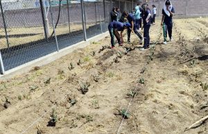 Desarrollan ITESHU y CBTA 179 proyectos para mejorar cultivos en el Valle del Mezquital