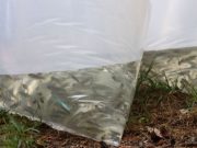 Entregan 70 mil crías de trucha en la Comarca Minera y Otomí-Tepehua
