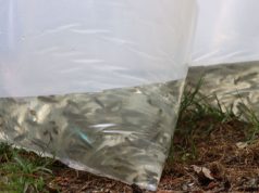 Entregan 70 mil crías de trucha en la Comarca Minera y Otomí-Tepehua